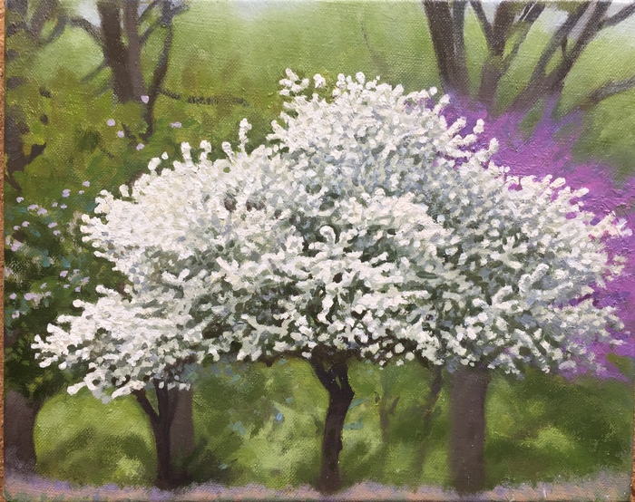 White Tree, the Fenway