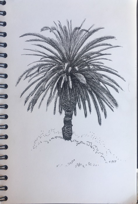 Claremont Palm